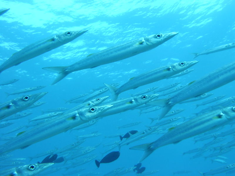 Sphyraena forsteri (Barracuda del Pacifico)